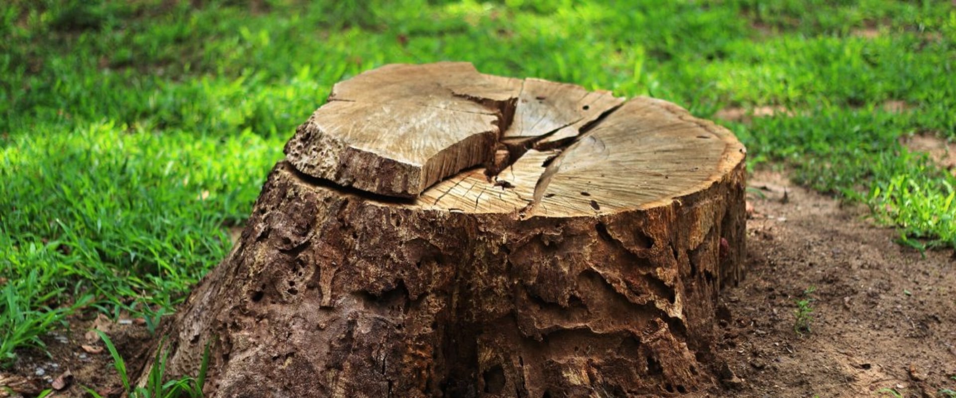 Stump Grinding and Removal