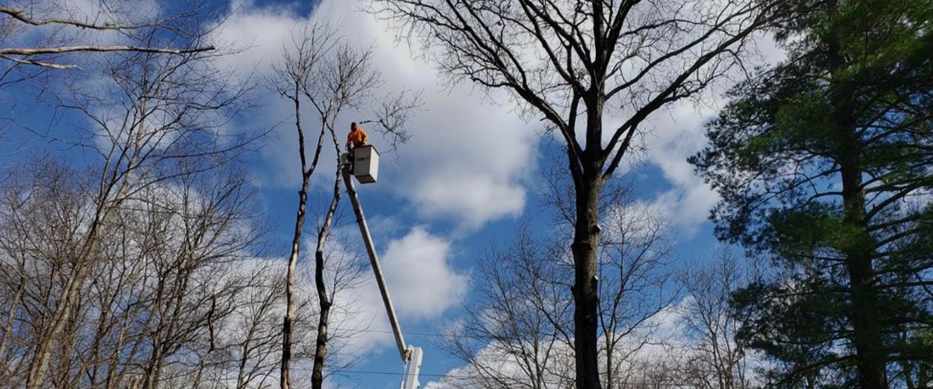 The Average Cost of Tree Services