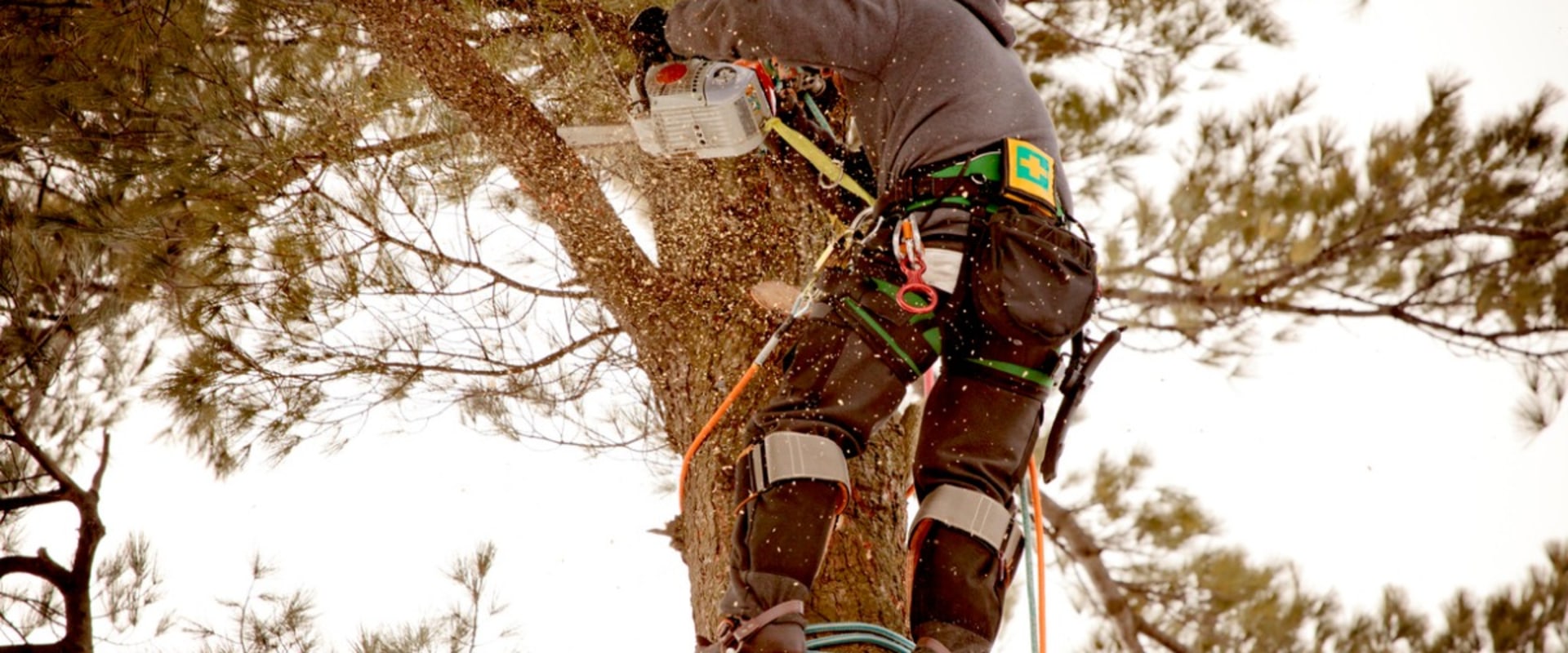 Residential and Commercial Tree Maintenance