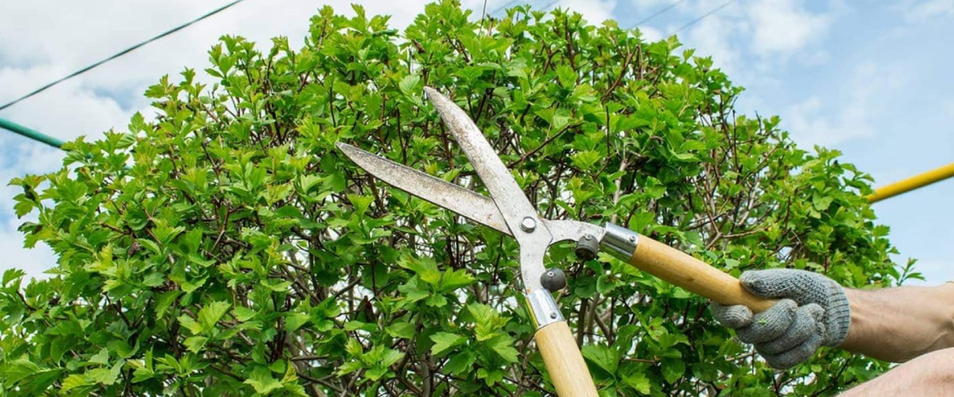Tree Trimming and Pruning