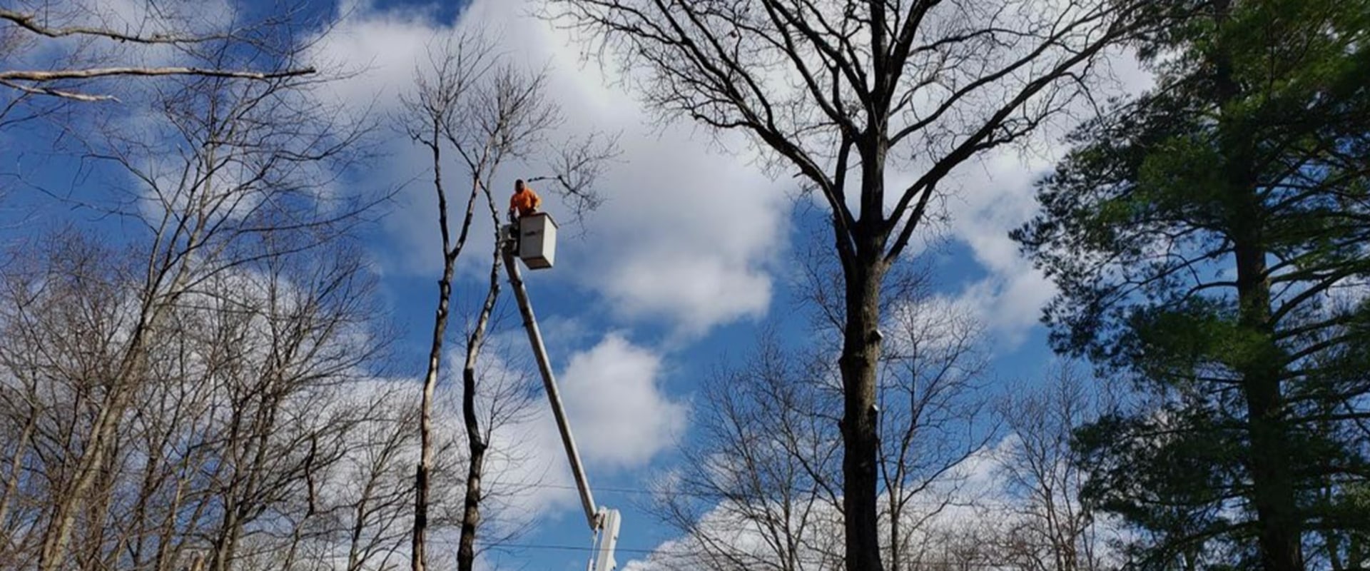 Our Tree Service Process