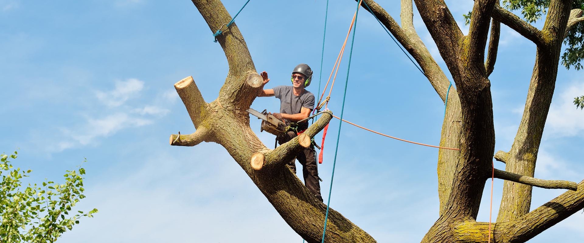 The History of Bensalem Tree Services