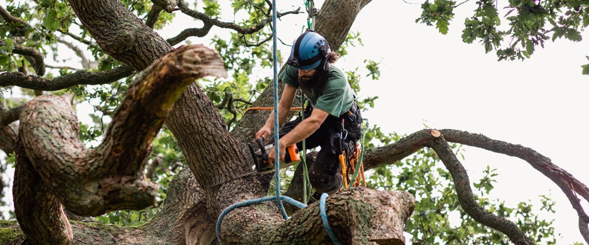 Preventative Tree Maintenance Plans