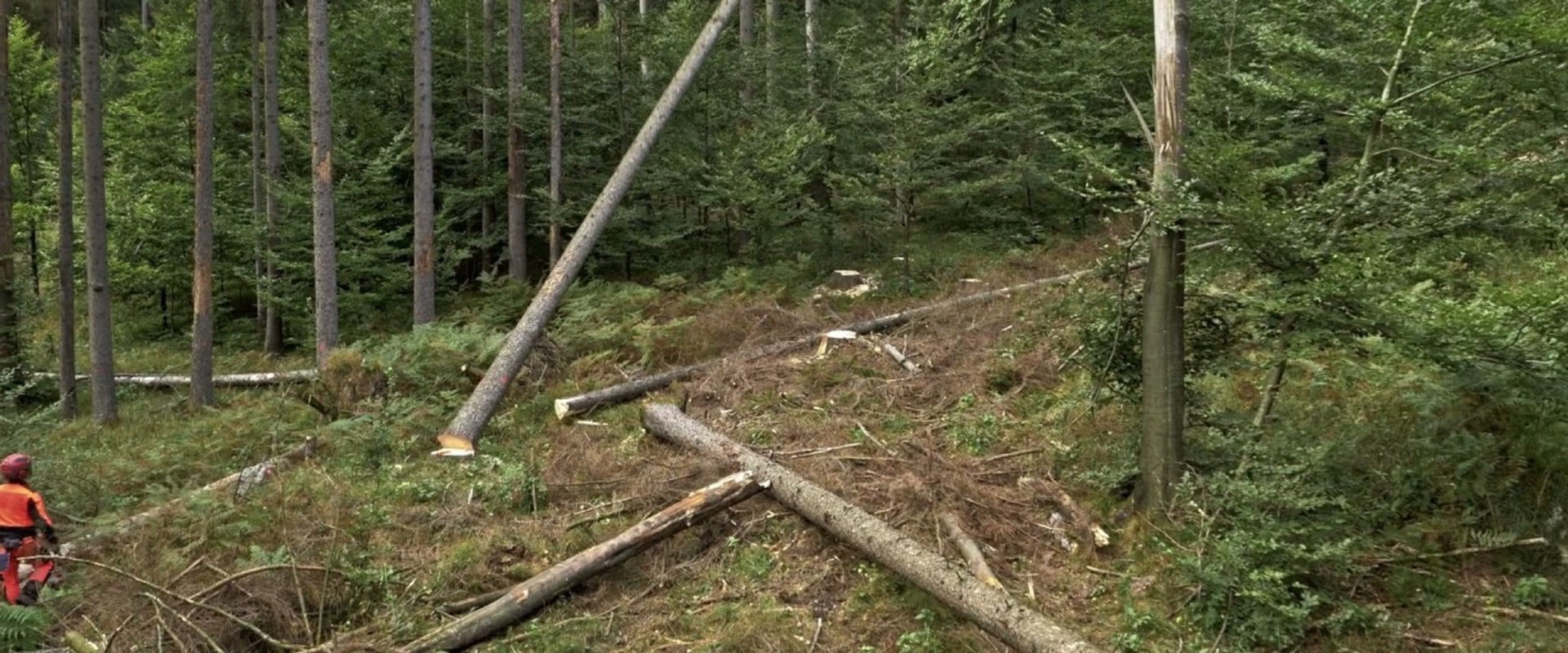 Tree Health Assessments and Arborist Consultations