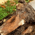 Exploring the Tree Care Services Offered