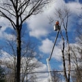 The Average Cost of Tree Services
