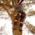 Residential and Commercial Tree Maintenance