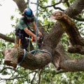 Preventative Tree Maintenance Plans