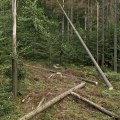 Tree Health Assessments and Arborist Consultations