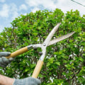 Eco-Friendly Tree Care