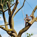 Hazardous Tree Removal