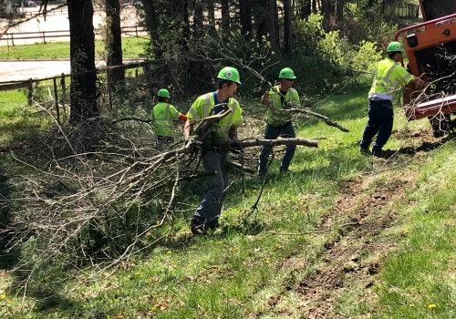 The Process of Disposing Debris After a Tree Job