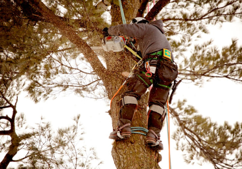 Residential and Commercial Tree Maintenance