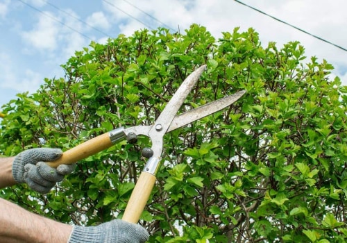 Tree Trimming and Pruning