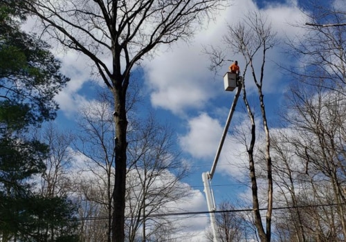 Why Bensalem Tree Services is the Best Choice for Your Tree Care Needs