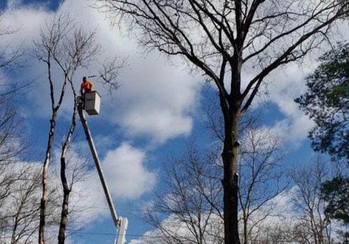 Our Tree Service Process