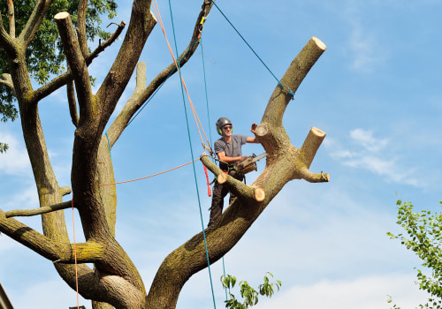 The History of Bensalem Tree Services