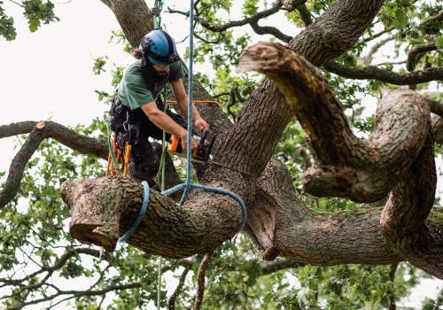 Preventative Tree Maintenance Plans