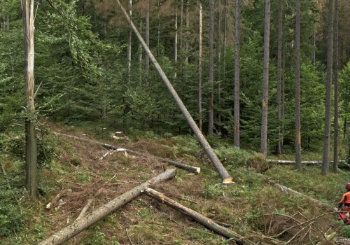 Tree Health Assessments and Arborist Consultations
